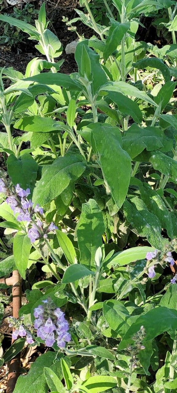 Salvia 25