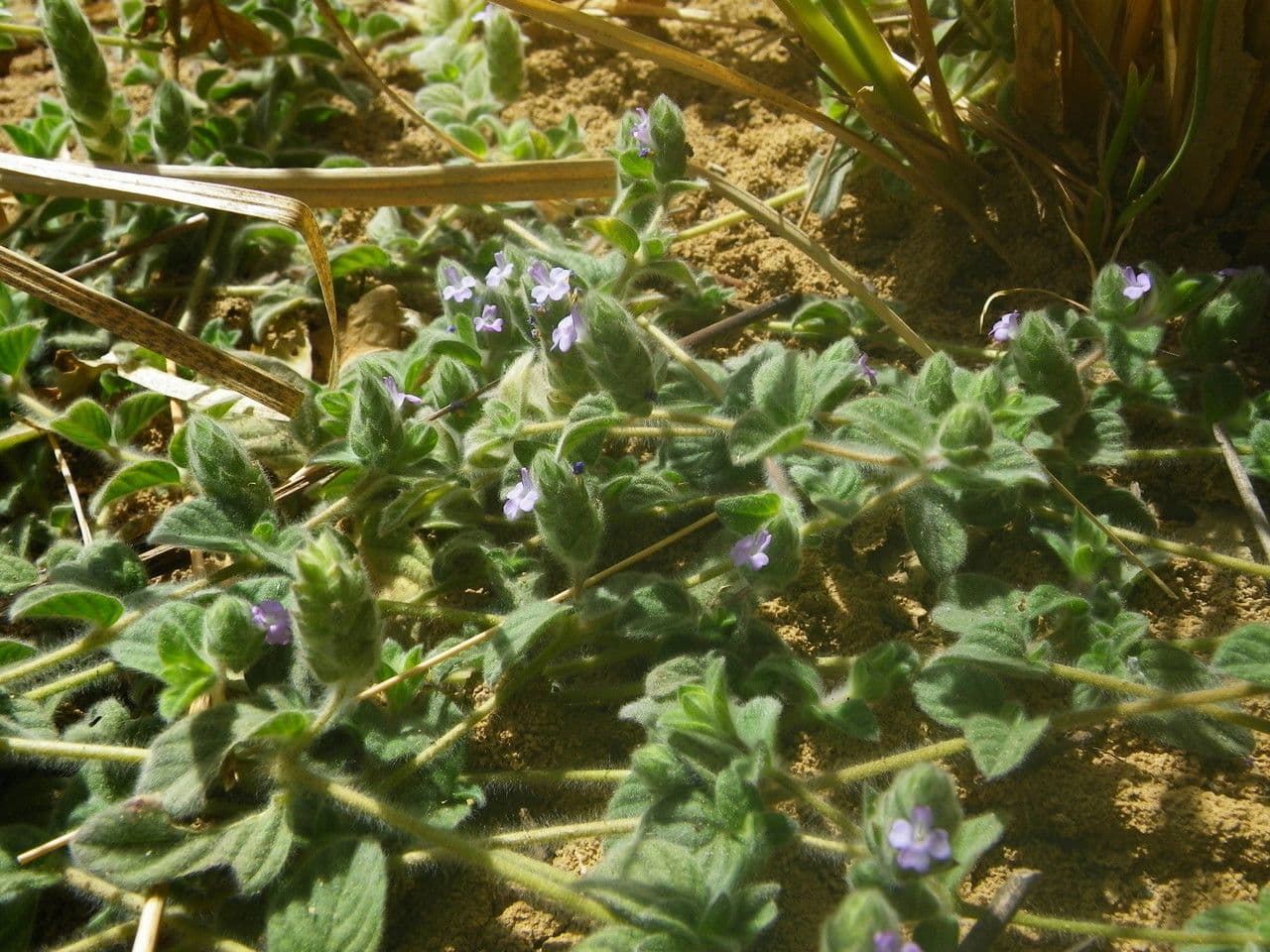 Nelsonia canescens 13
