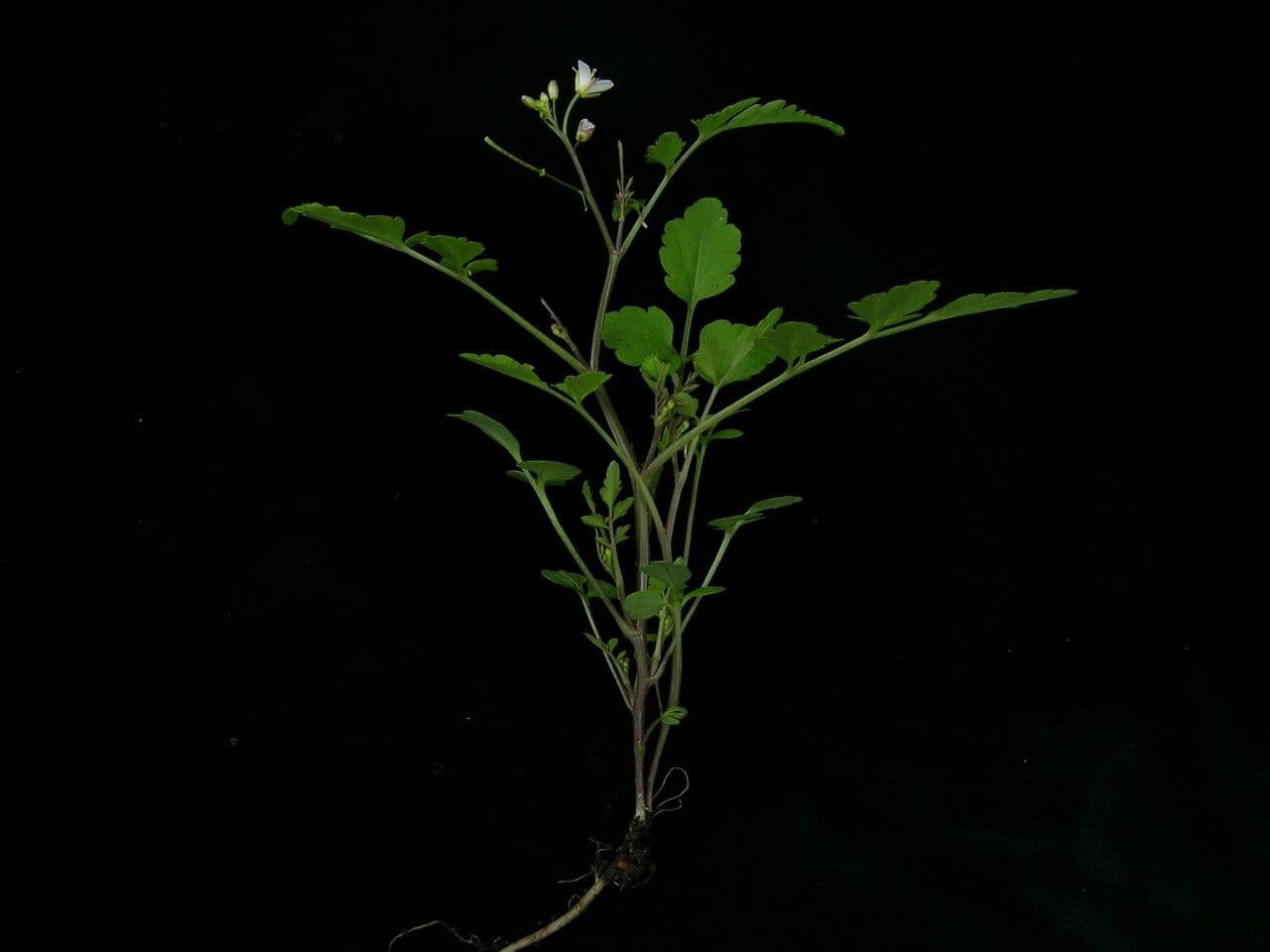 Cardamine 2