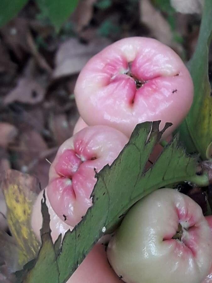 Pommier de Java 4