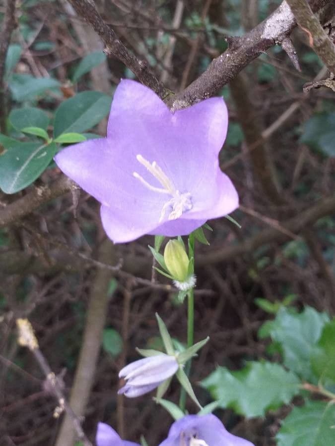 Campanilla 6