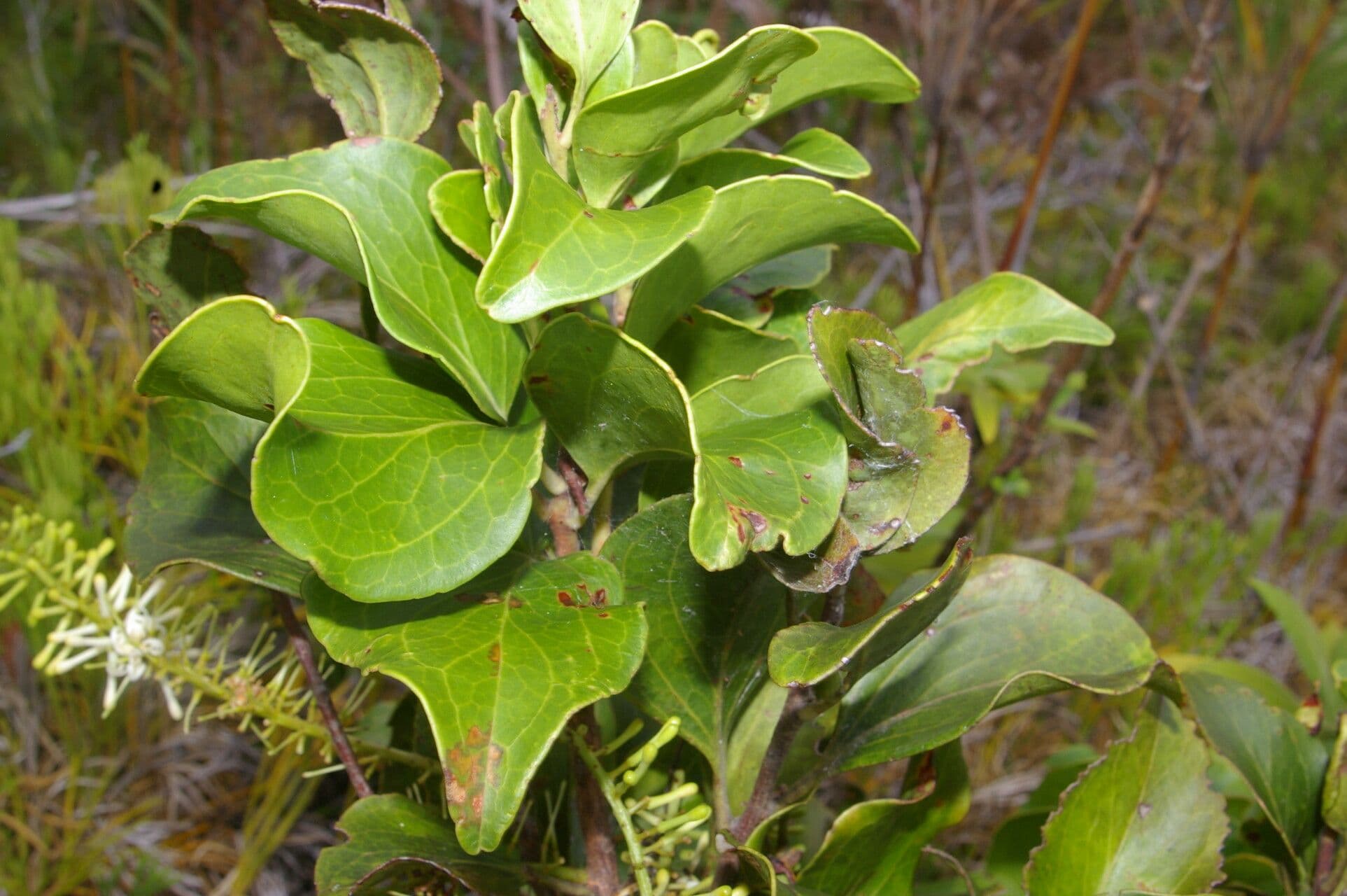 Roupala 12