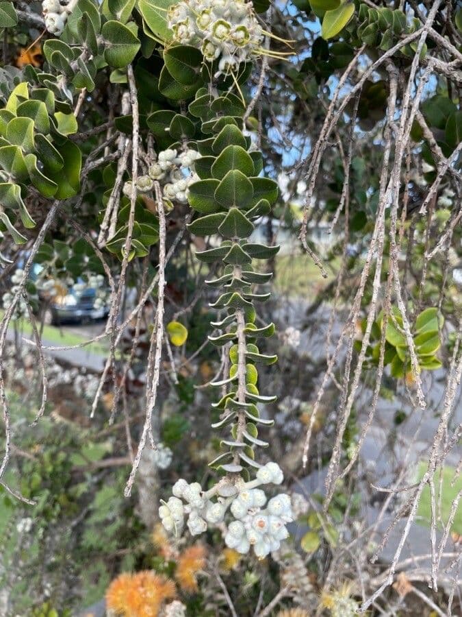 Metrosideros polymorpha 16