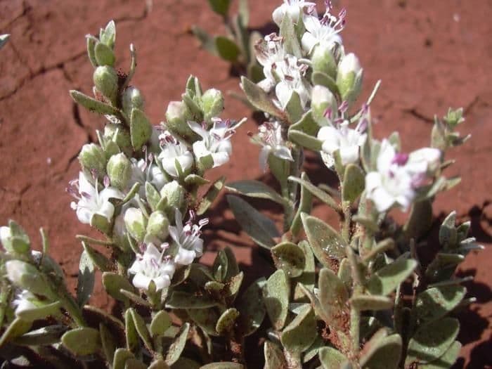 Cressa truxillensis 7