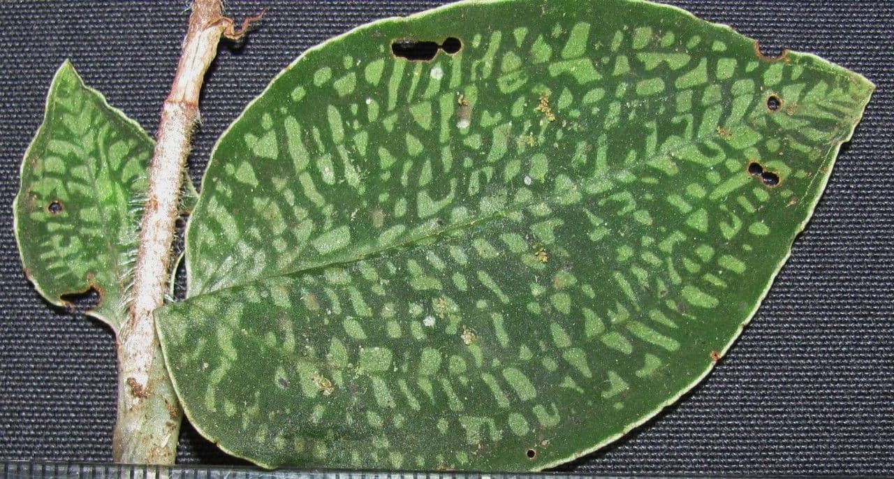 Aspidogyne 6