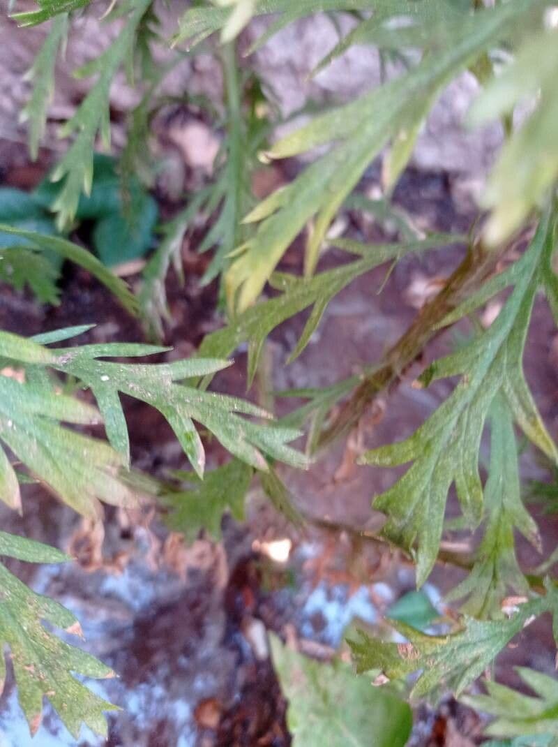 Gold-Euryops 18