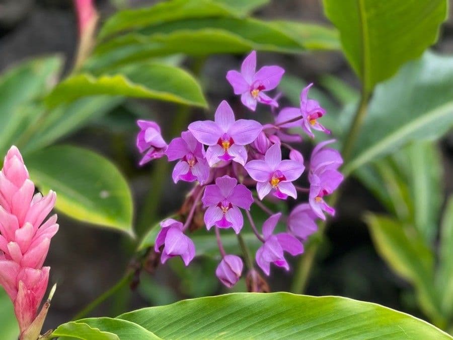 Spathoglottis plicata 7