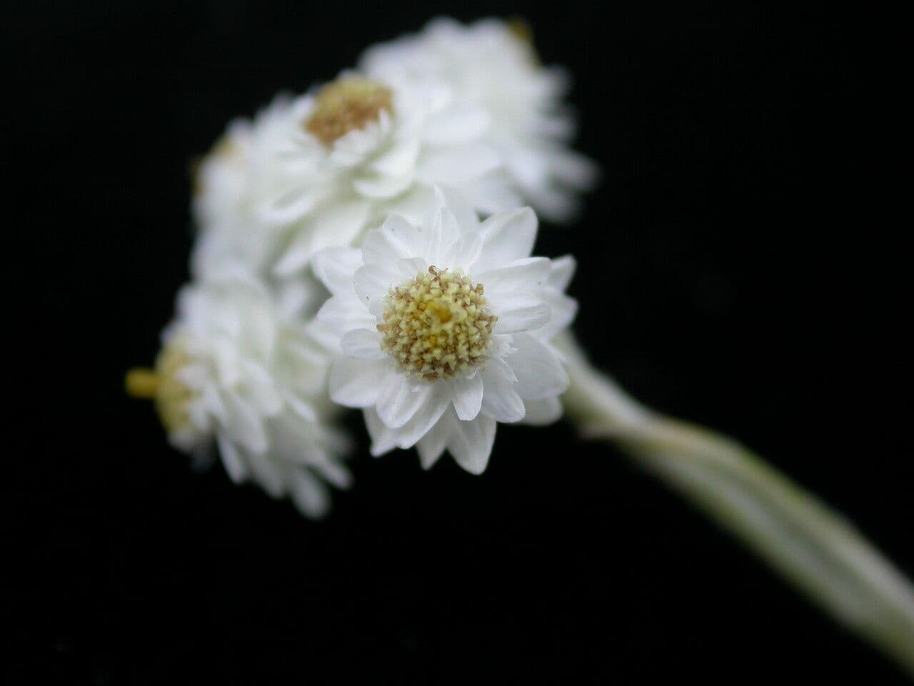 Anaphalis contorta 4