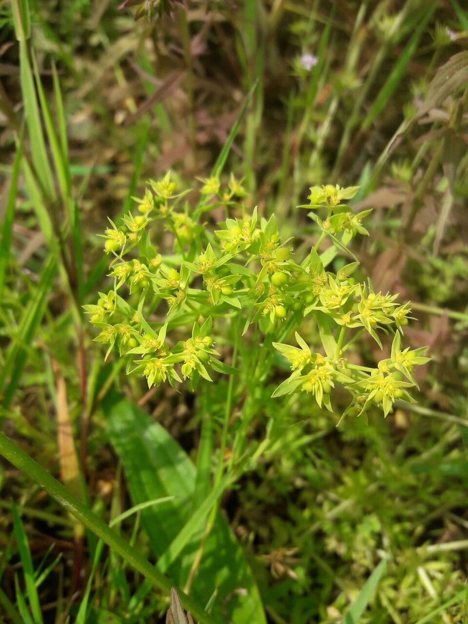 Kleine Wolfsmilch 30