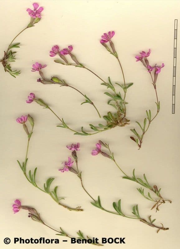 Silene 26