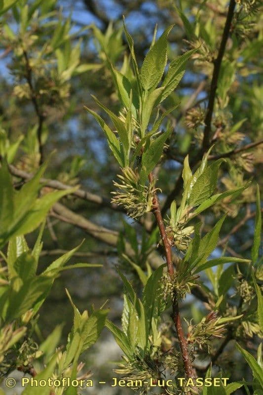 Eucommia 27