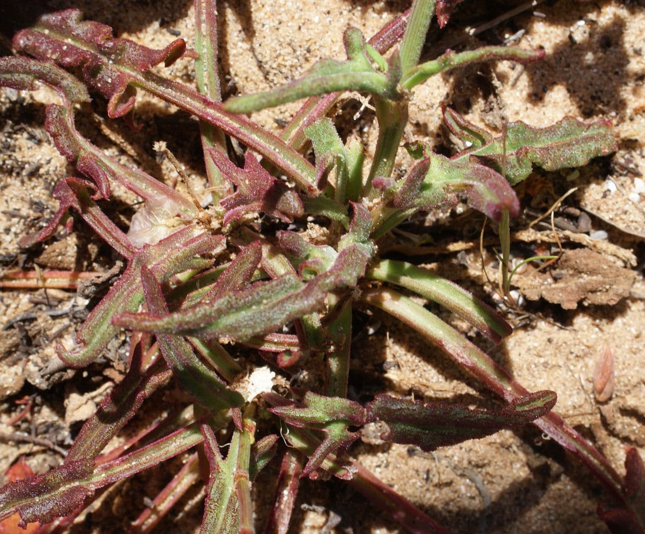 Rumex 16