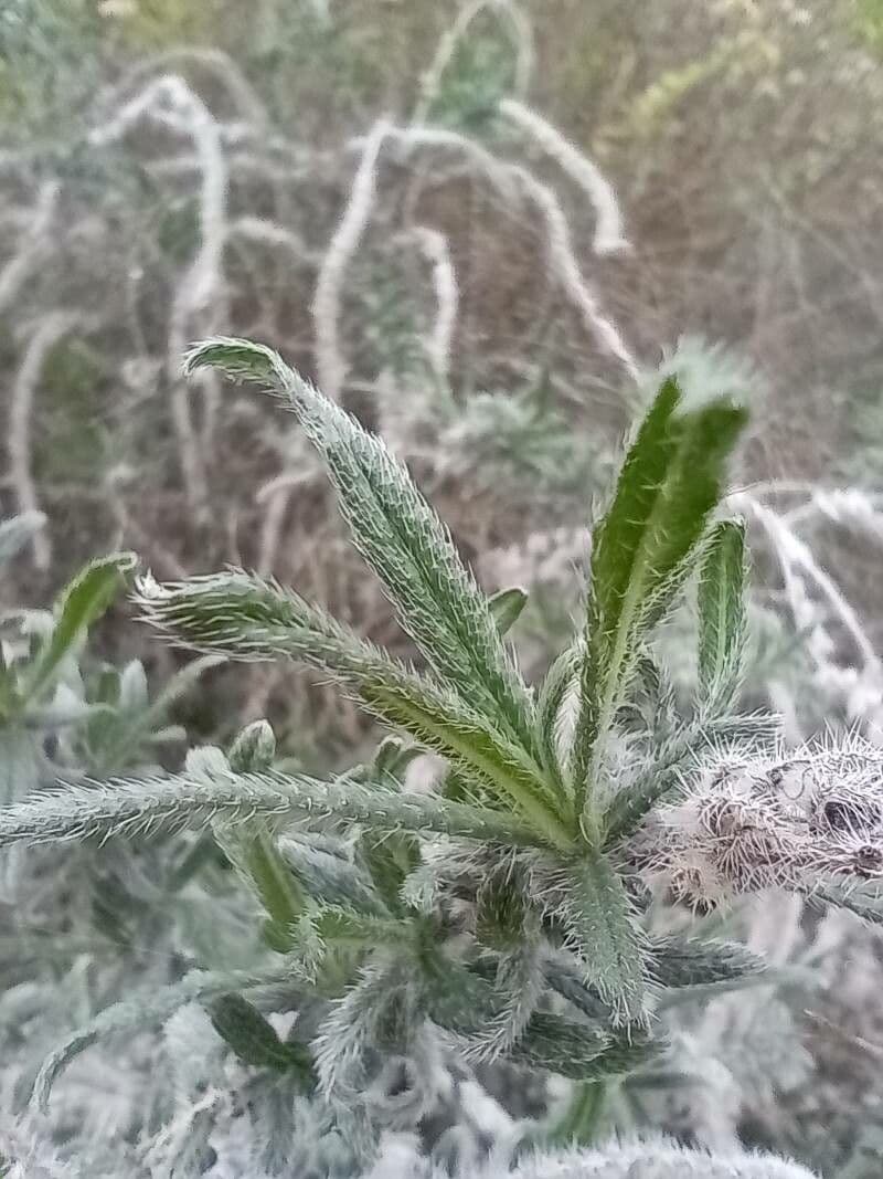 Echium angustifolium 12