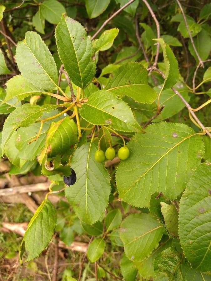 Viburno lentaggine