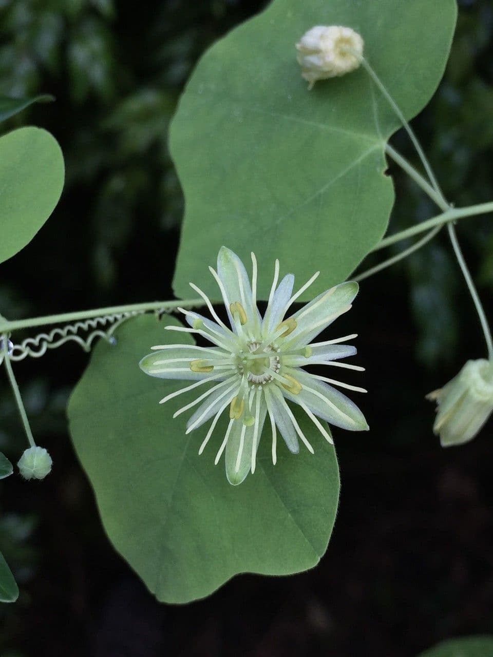 Passiflore jaune 9