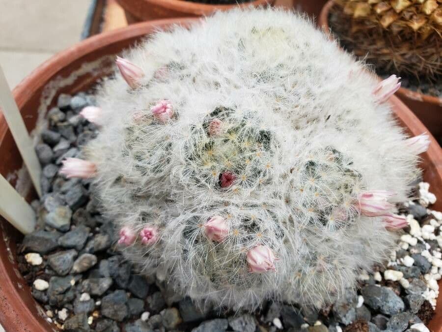 Cactus pluma 7