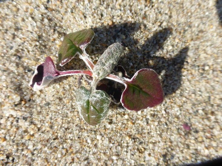 Eriogonum 11