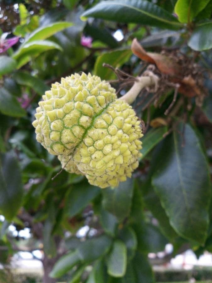 Calodendrum 3