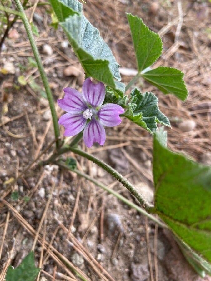 Malva multiflora 10
