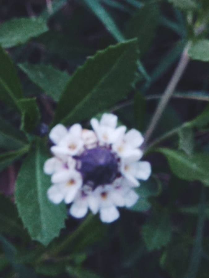 Lippia lanceolata 4