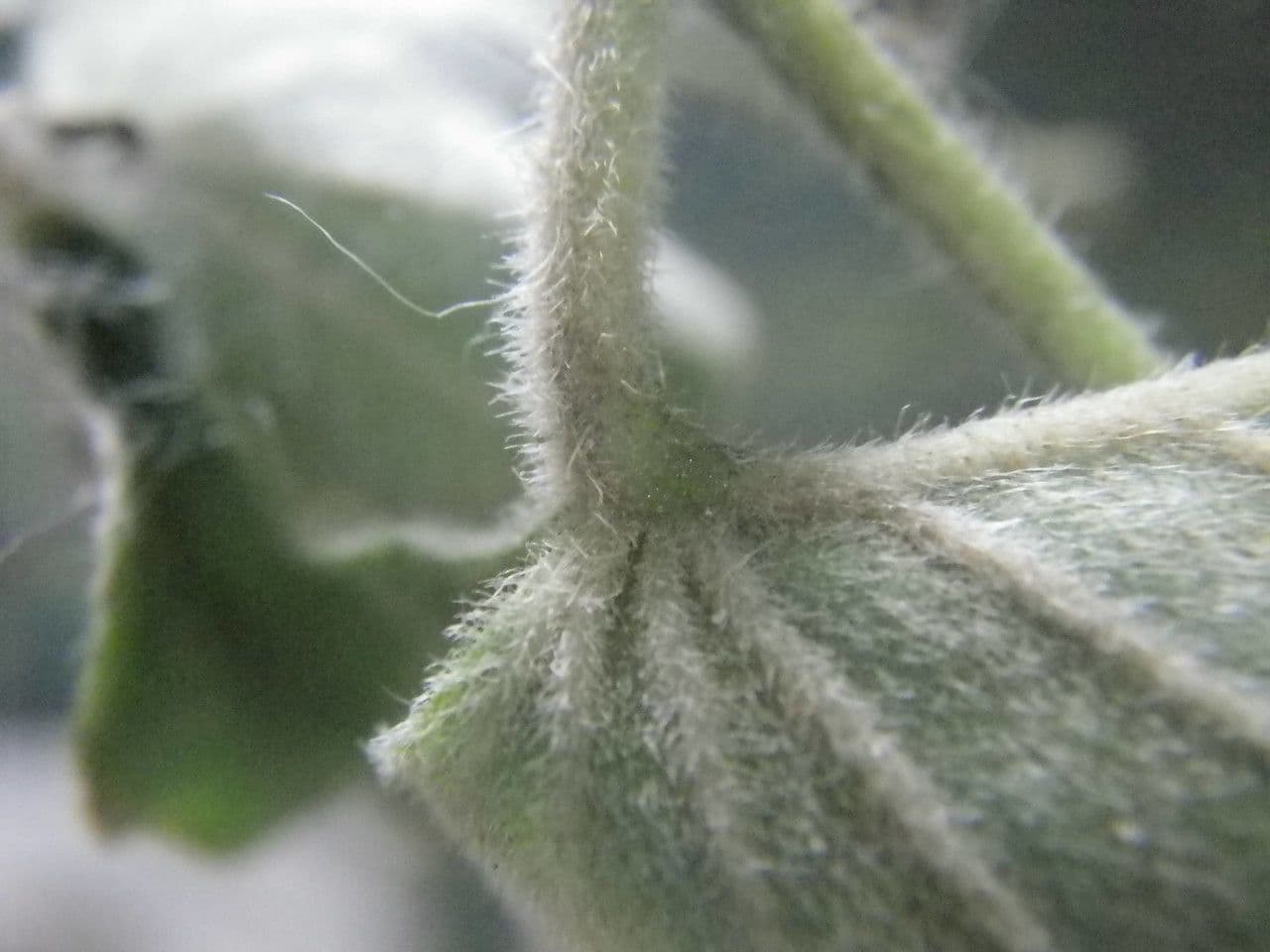 Ipomoea