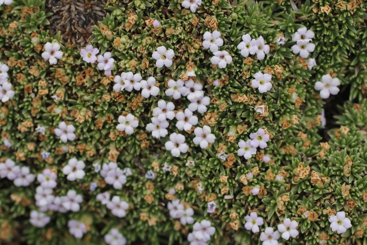 Junellia 4