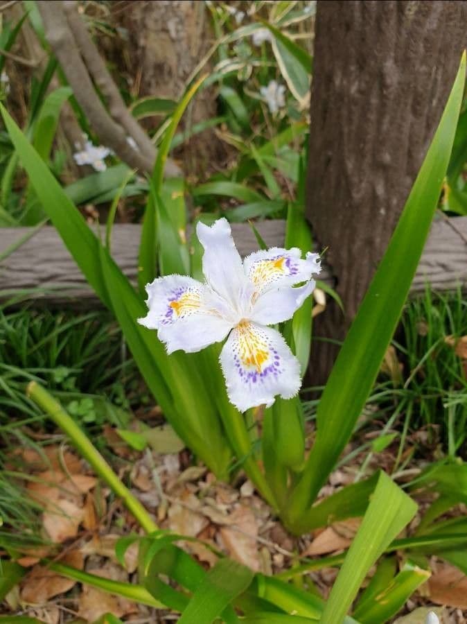 Iris japonés 2