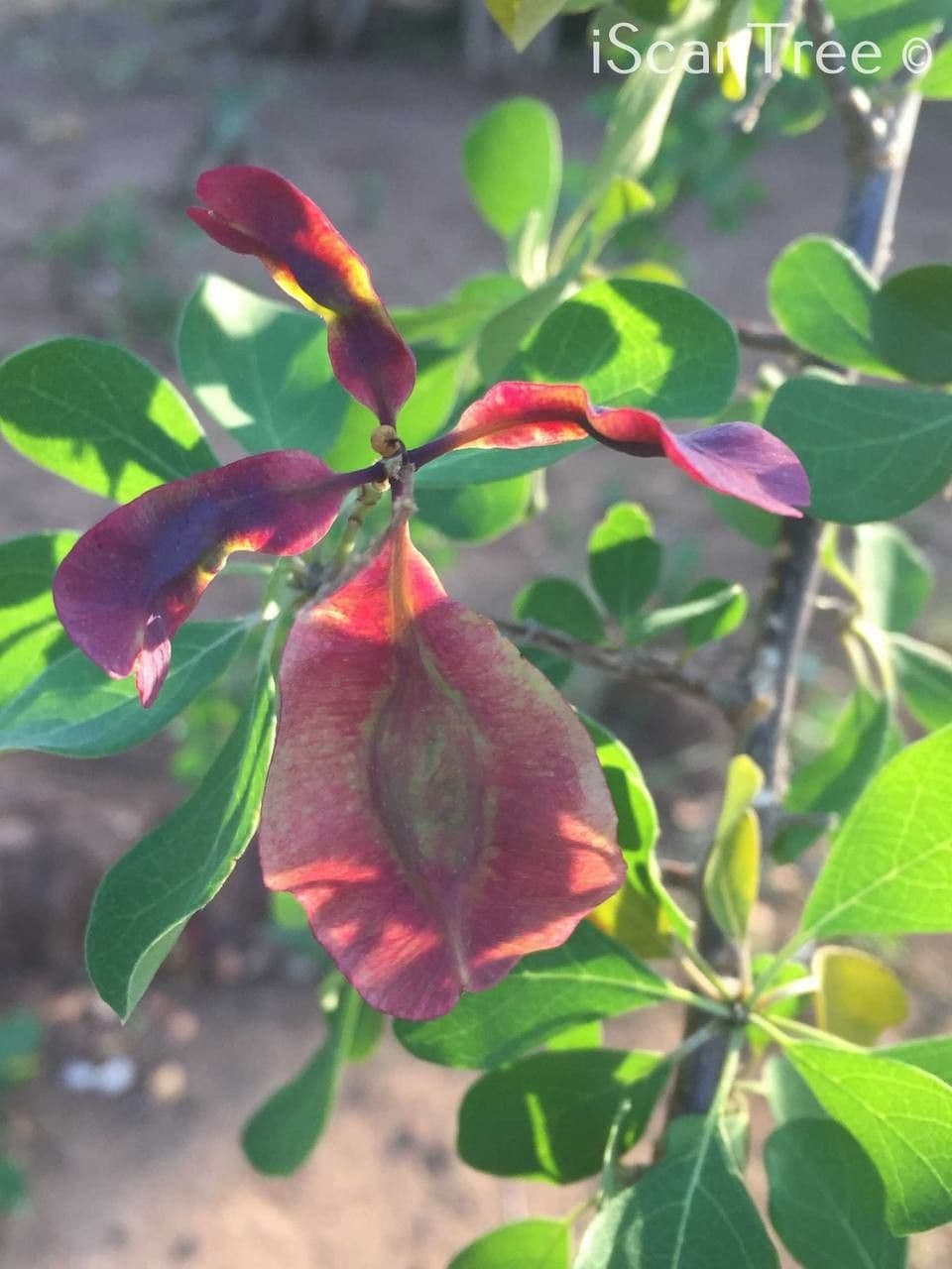 Terminalia 2