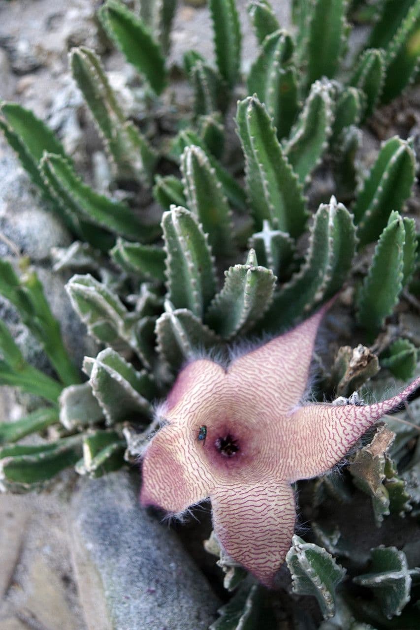 Stapelia 8