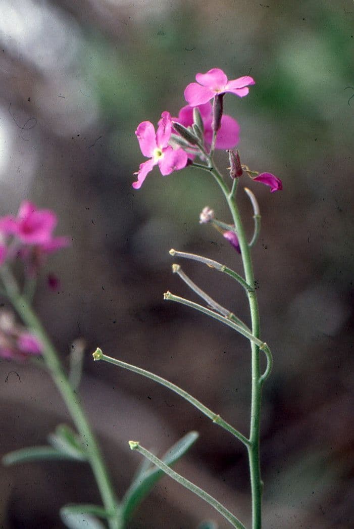 Violaciocca 29