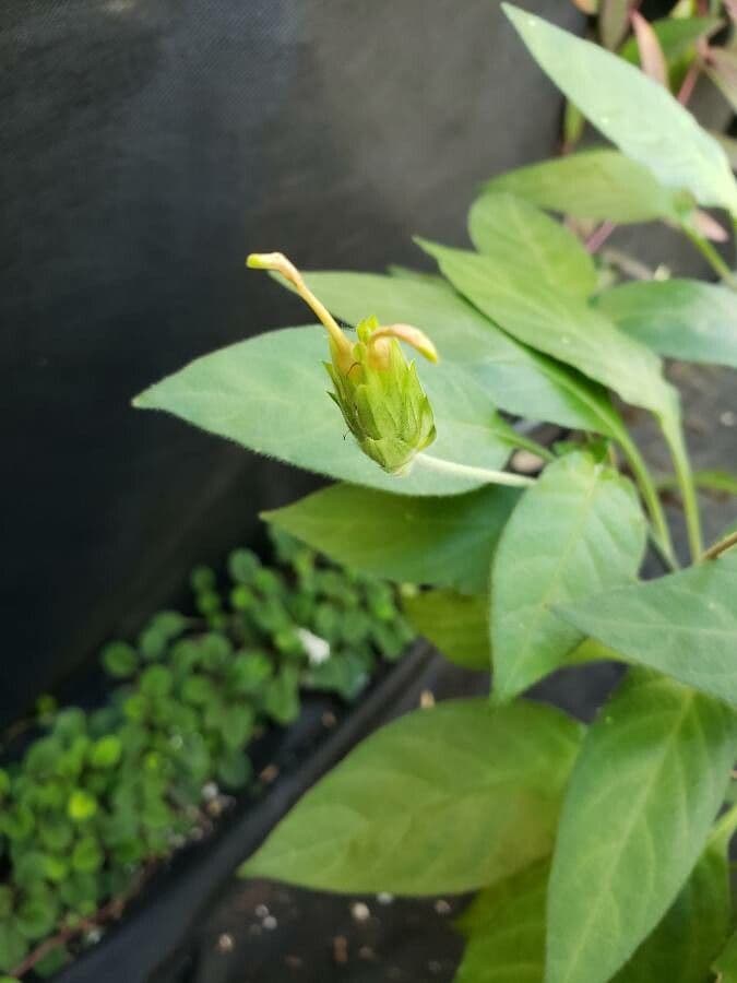 Crossandra 3