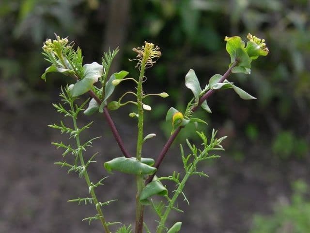 Lepidium perfoliatum 12