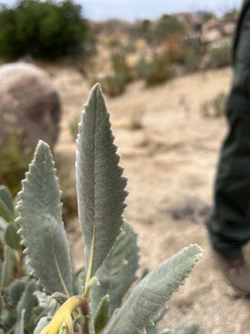 Yerba santa 15