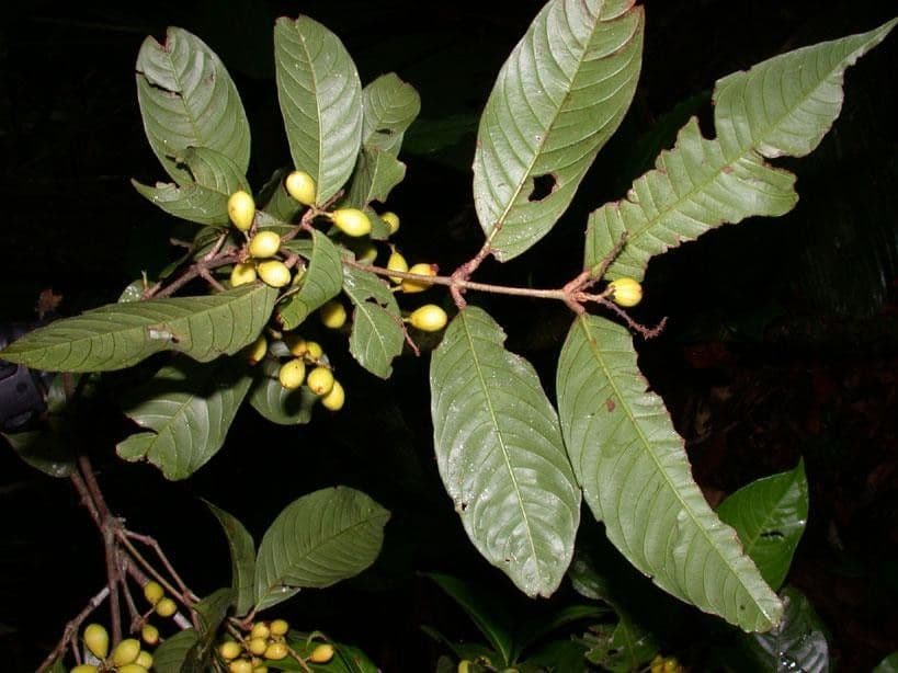 Quiina macrophylla 16