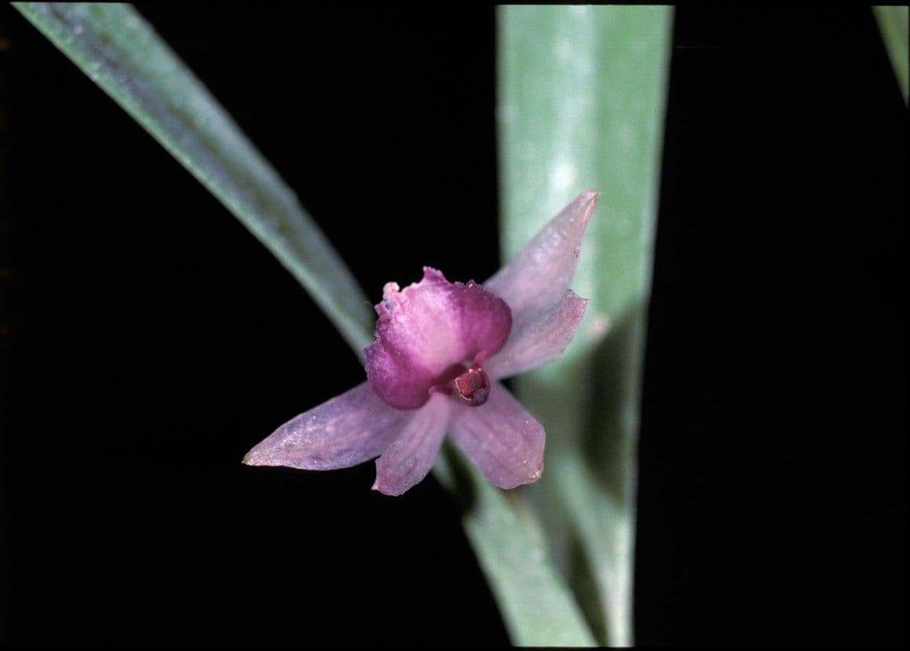 Scaphyglottis 4