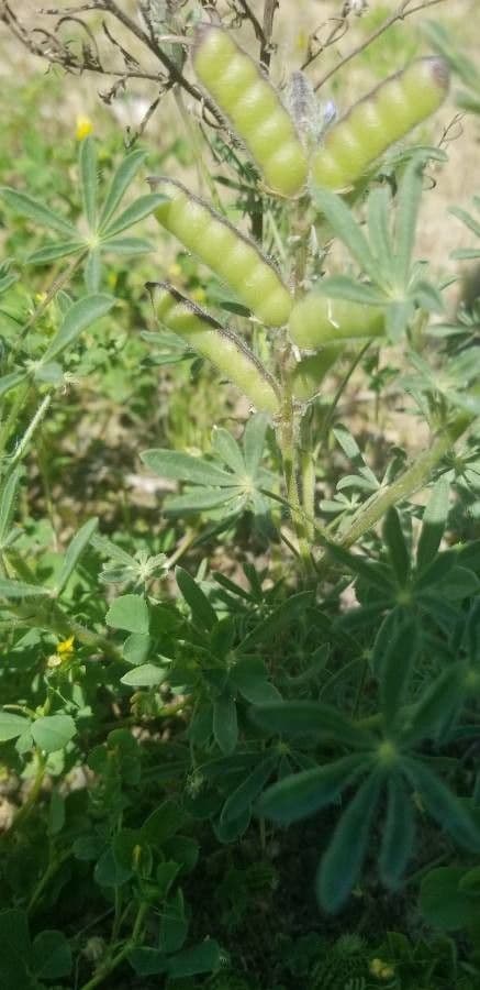 Baum-Lupine 26