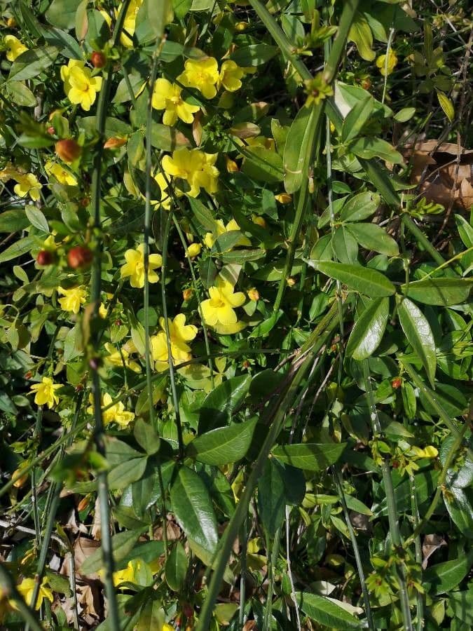 Winterjasmin 13