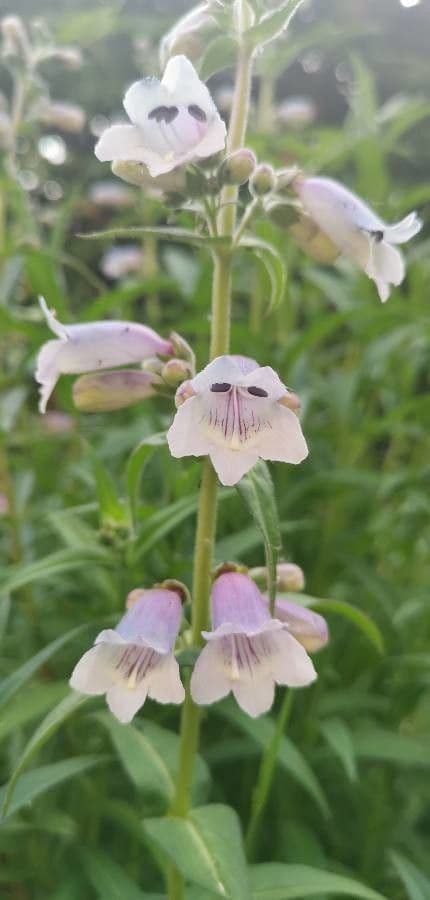 Penstemon cobaea