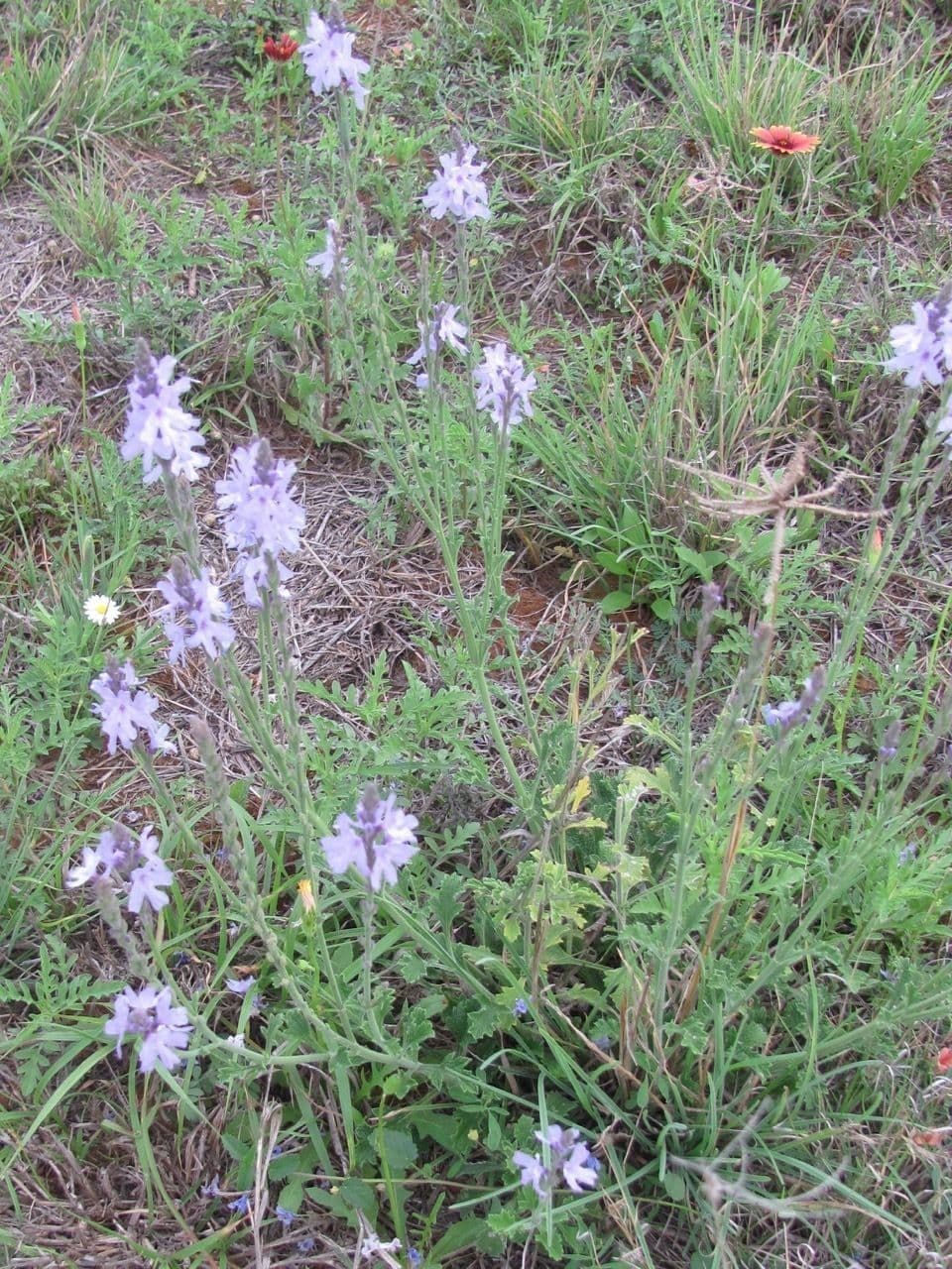 Verbena 2