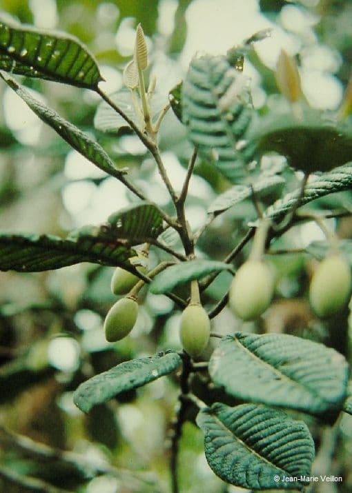 Elaeocarpus 11