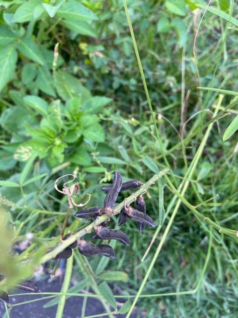 Crotalaria lanceolata 15