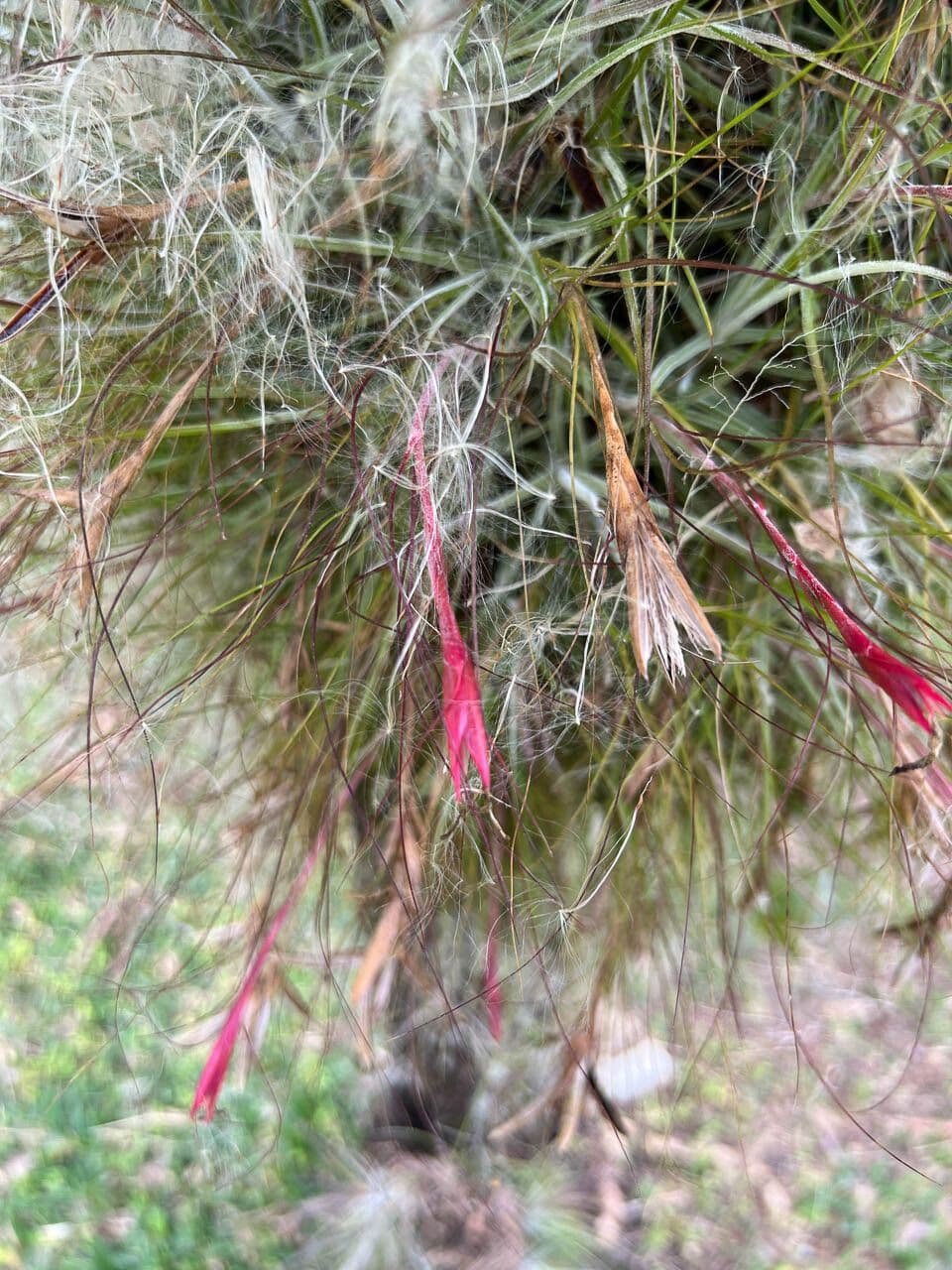 Tillandsia 4