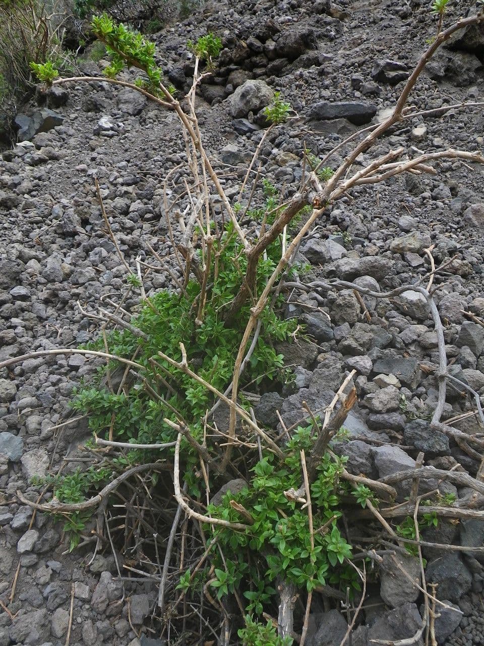 Mäusedorn 13