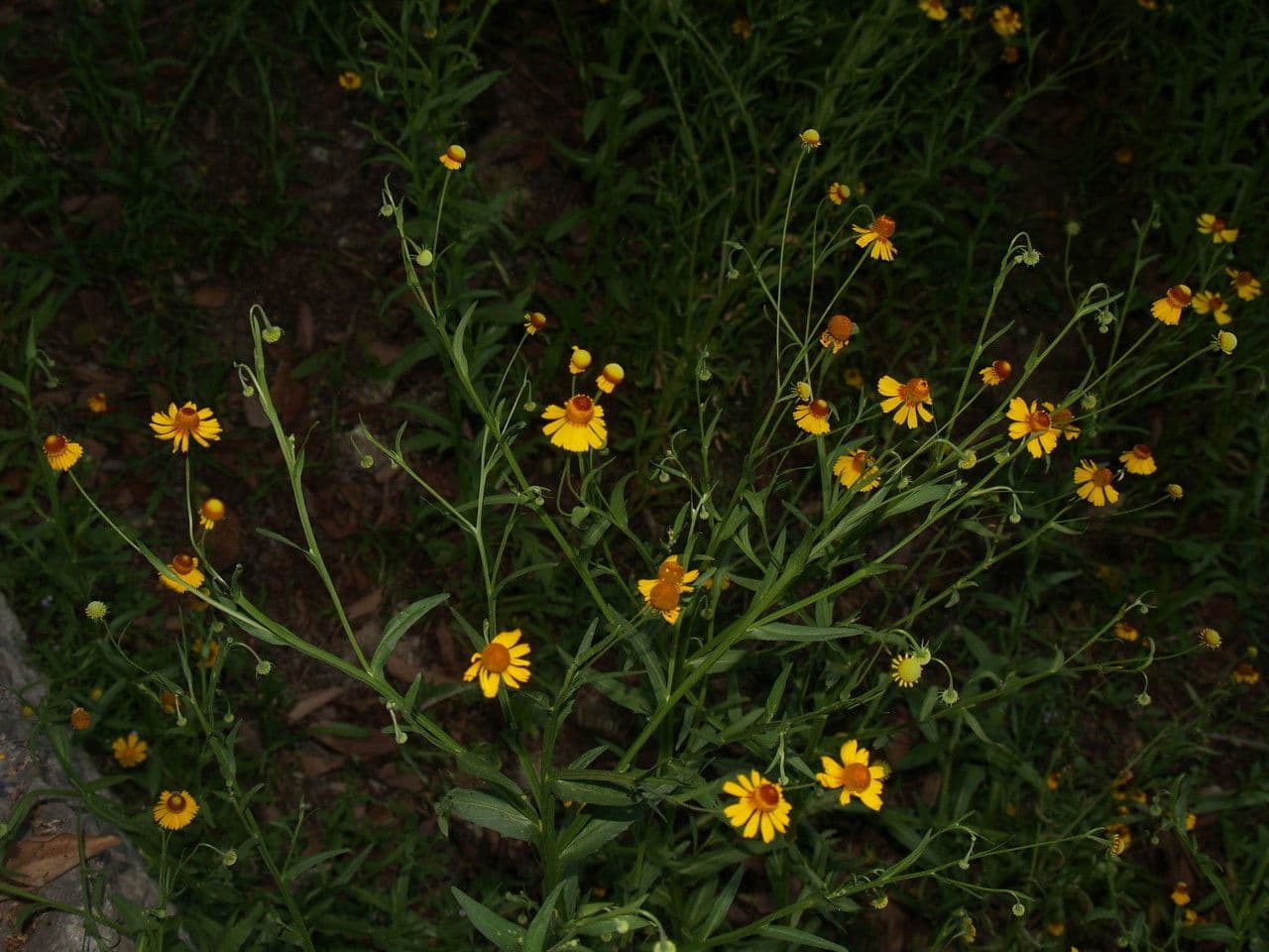 Hélenium élégant 6