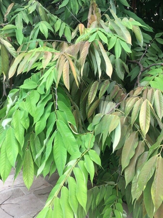 Amherstia 11