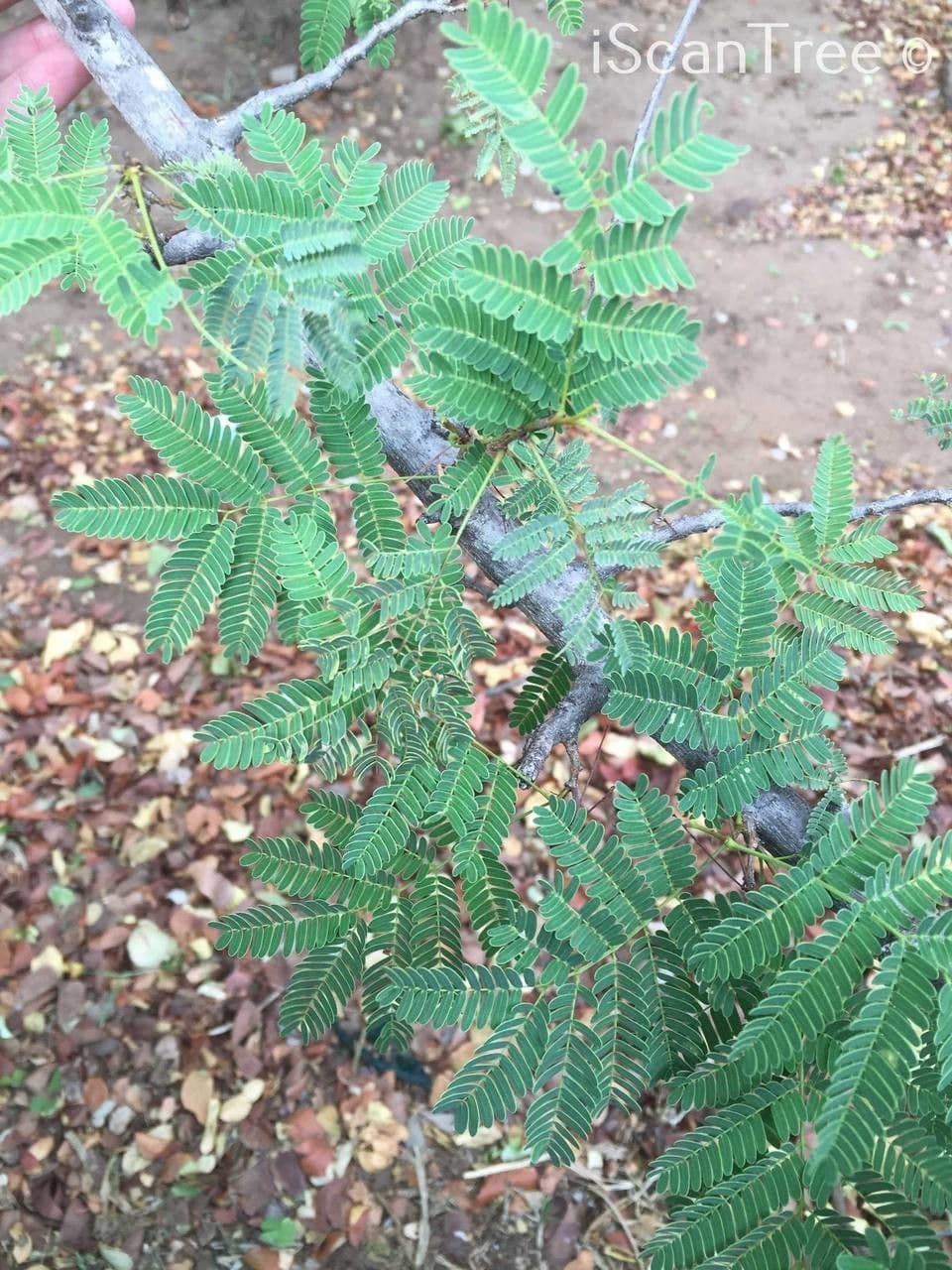 Albizia 10