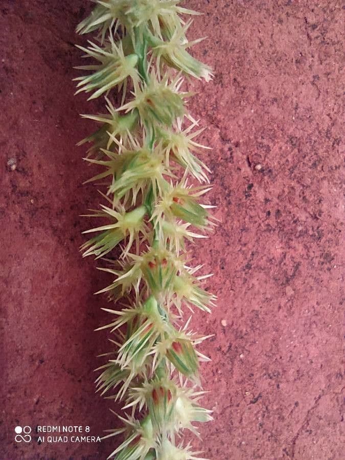 Cenchrus biflorus 7
