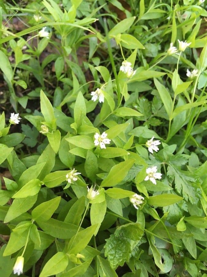 Pseudostellaria 5