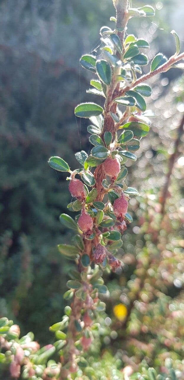 Cotoneaster de hoja entera