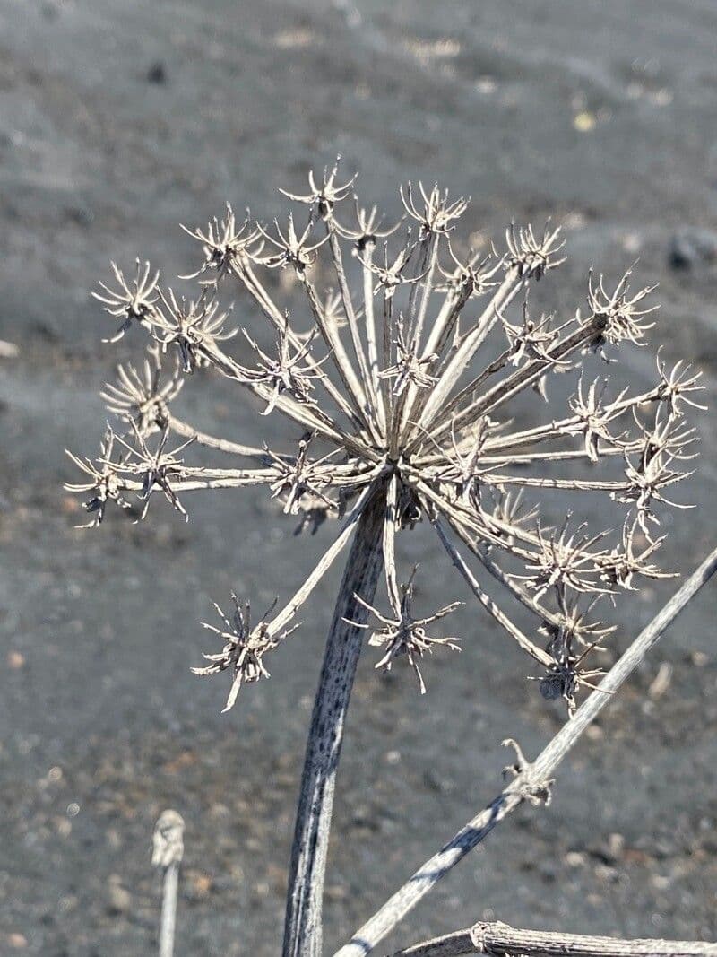 Astydamia